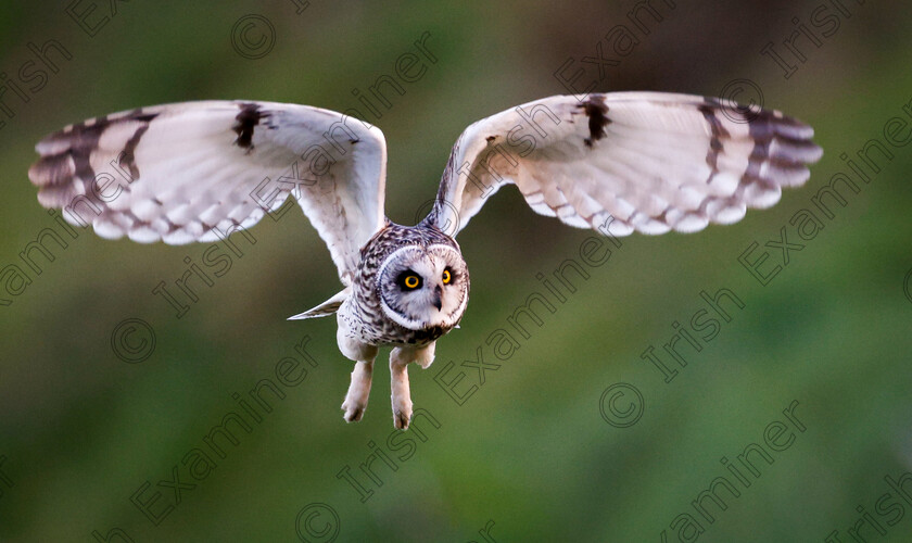 12264CF5-6D5A-43F9-A4A3-C35B0A109B4E 
 A Short-Eared Owl takes off at Harperâ€™s Island Wetlands. Photographed on February 26, 2024 by Ashok Appu.