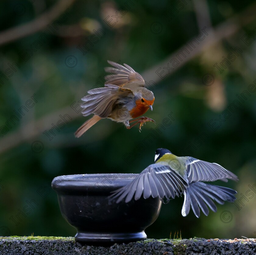 inbound6327733330131377559 
 'Food Fight'

A robin fighting a bluetit over territory and food. 
The picture was taken in my backgarden. By chance I was lucky, and fast enough to capture the birds. 
I'd been sitting watching for quite a while and was stunned by how territorial the robin was being. 
Picture by Daniel Plavenieks