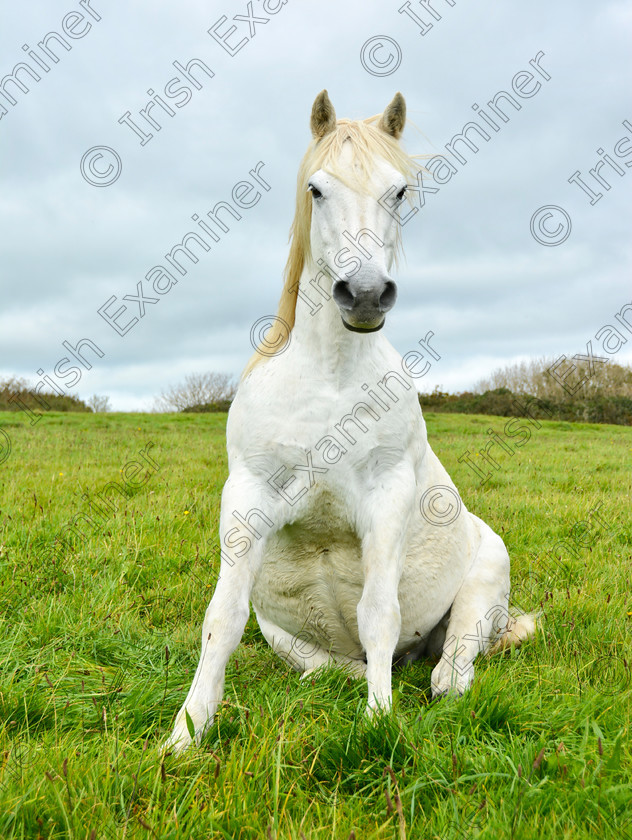 fullsizeoutput 3c6f 
 "sitting horse" West Cork
Ken O Connell