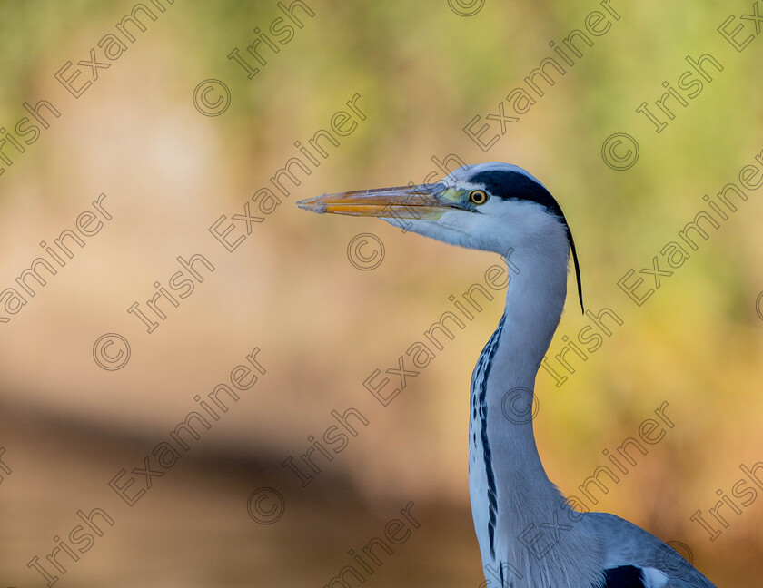 untitled-3 
 Early Morning Heron, River Dodder, Dublin.
Brenda Sheridan