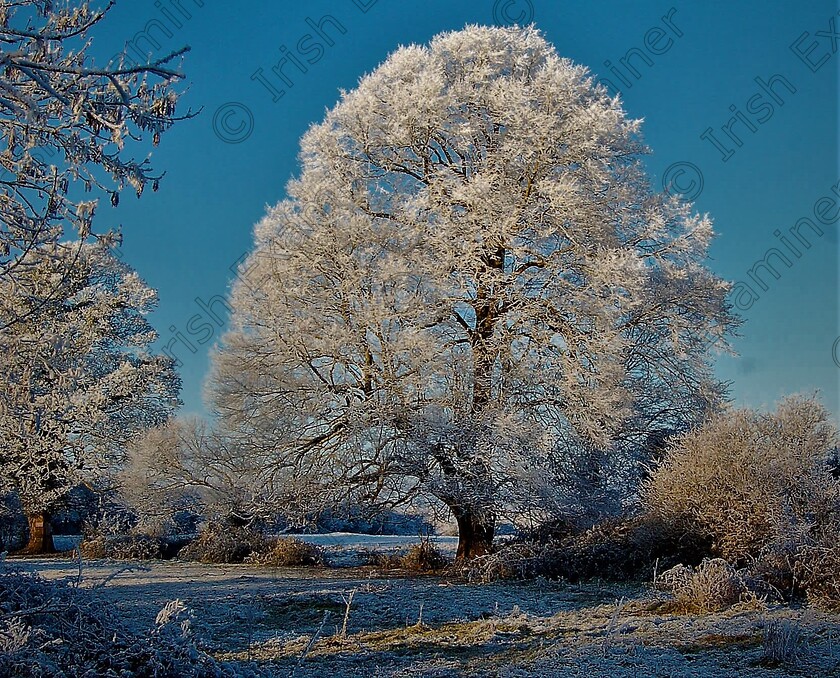 0172a 
 Frost covered trees and bushes in Tuamgraney, Co. Clare 07/01/2011. Picture: Sean McInerney