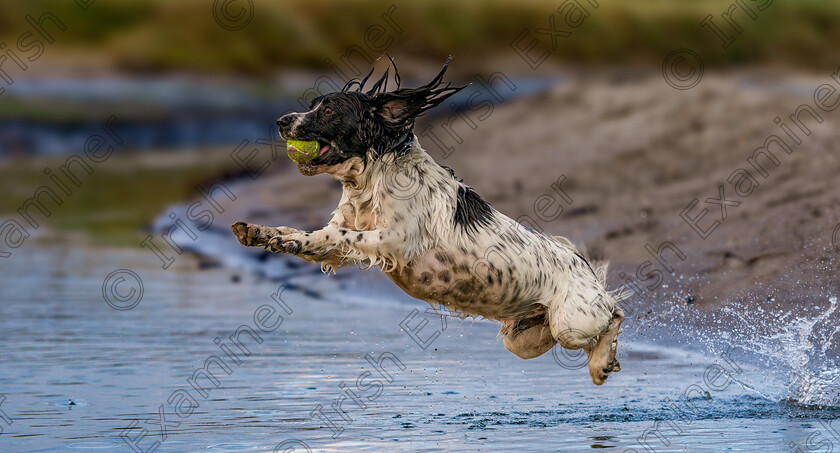 DSC 8669-Enhanced-SR-2 
 Luca the Springer Spaniel dog flying across the sea at Ballynamona beach in East Cork. Photo: Mark Leo