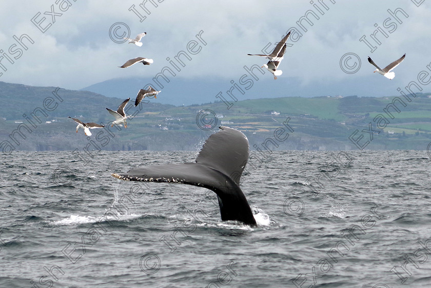 IMGP3437 
 Humpback whale tail fluking off West Cork. Taken during a trip with Cork Whale Watch in mid-June.