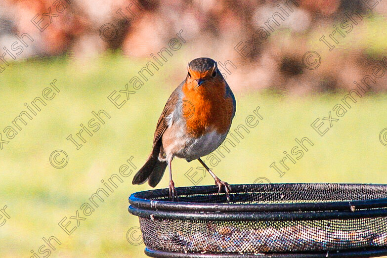 20220104121413 IMG 2383 (2) 
 Robin Red Breast