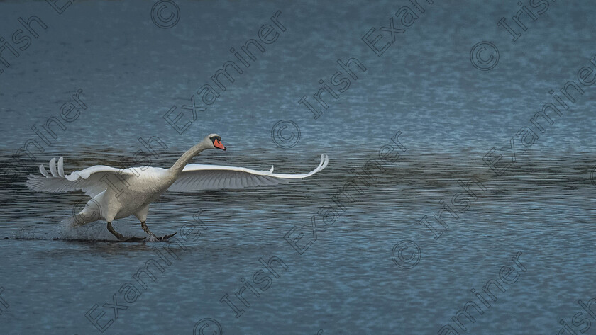 Testing the water 
 A swan putting on the brakes after skimming across Lough Atalia in Galway city.