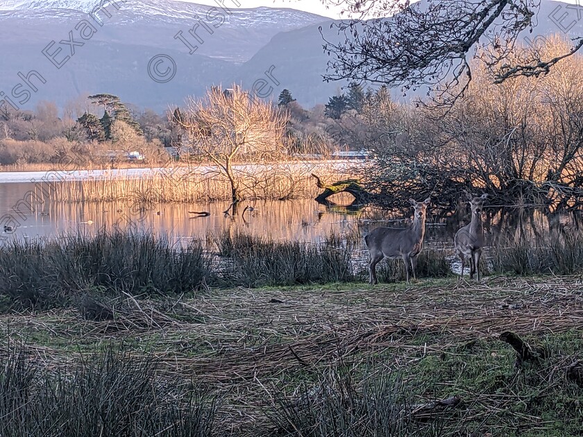 PXL 20240303 172614707 
 "Deer in the headlights". Deer grazing happily in Killarney National Park. Picture: Mary O'Sullivan