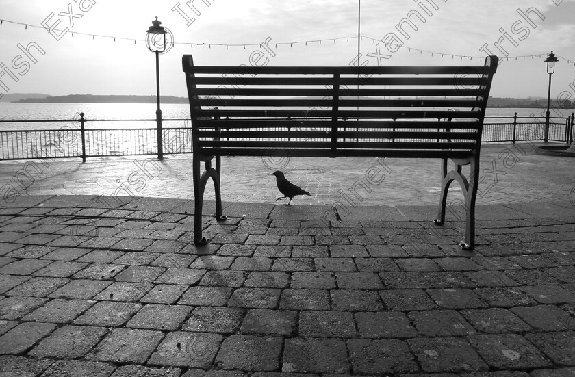 Bird 
 "The Early Bird". This was taken in Cobh, Co. Cork. I was out for my early morning walk and met this guy walking in the opposite direction.