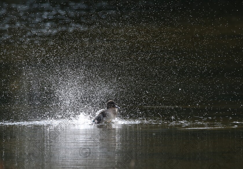 929A7940 
 'Bird Bath.' A duck makes a splash at Little Island,Co.Cork
Taken 29/09/23 by Martin Byrne.