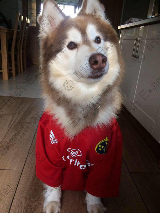 18582339 1584192644938154 4811253398990536995 n 
 Archie a proud Munster supporter wishing the lads all the best in the pro 12s.