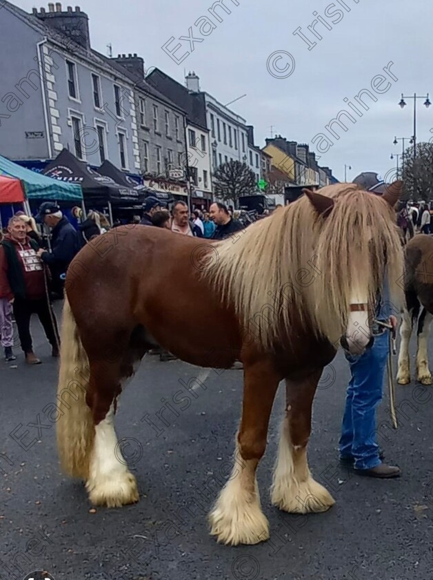 20c68ac8-5864-439e-a192-e90c85df7c6e 
 Bad Hair Day at Castleislandâ€™s Annual 1st of November Horse Fair