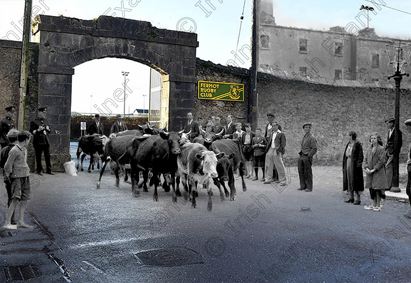 NowandthenFermoynew2-mix-hires 
 Now and Then Fermoy
Picture: Eddie O'Hare Siezed cattle sale at Fermoy, Co. Cork 18/7/1935 Ref. 561B old black and white farming