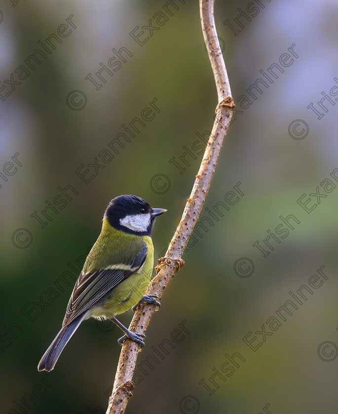 198A3634 
 Garden visitor, enjoying the late evening sunshine, in Ballyvergan, Youghal, East Cork. Picture: Gerard Nugent