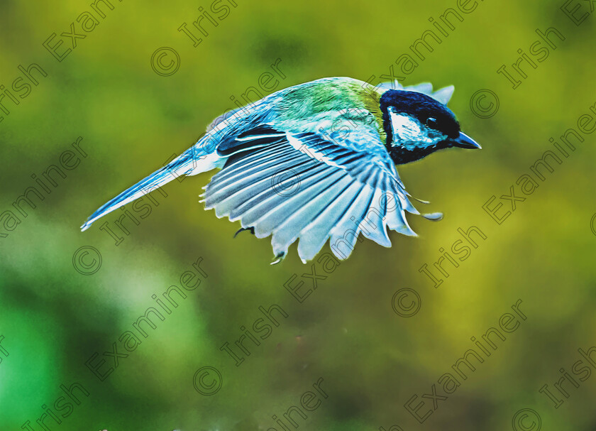 Great tit 
 Great Tit in flight in our garden in Maree Oranmore County Galway.
By Gerry Kavanagh