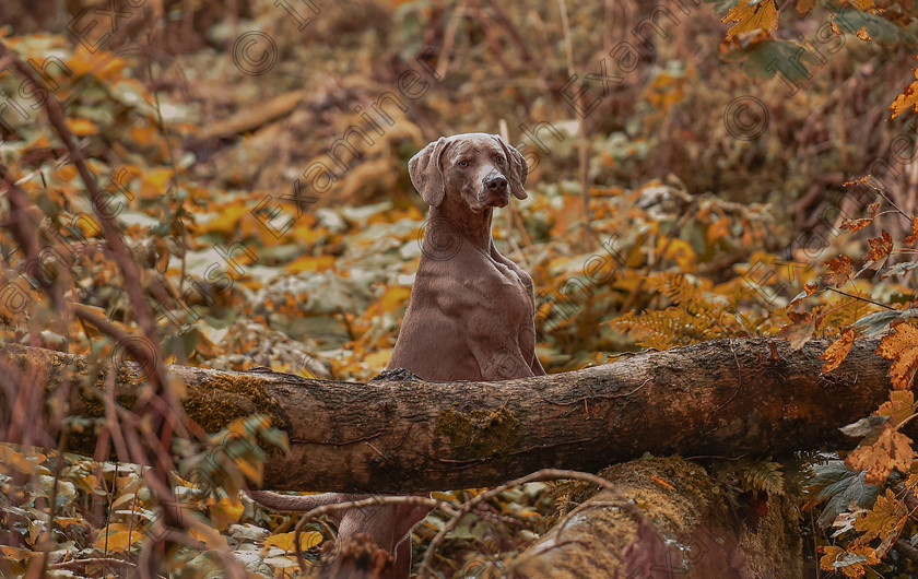 DSC4625-2 
 Francesco the Weimaraner dog checking out the scents and sights in Castlemartyr Forest Park, East Cork. Photo: Mark Leo