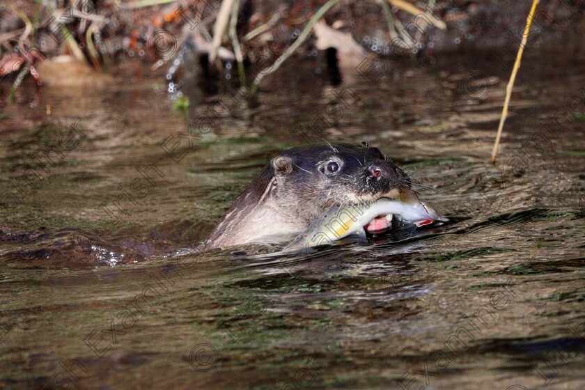 IMGD 7745x4000 
 Otter with it's catch of a brown trout on the river Dodder in Dublin. December. Picture: Alan Cowzer