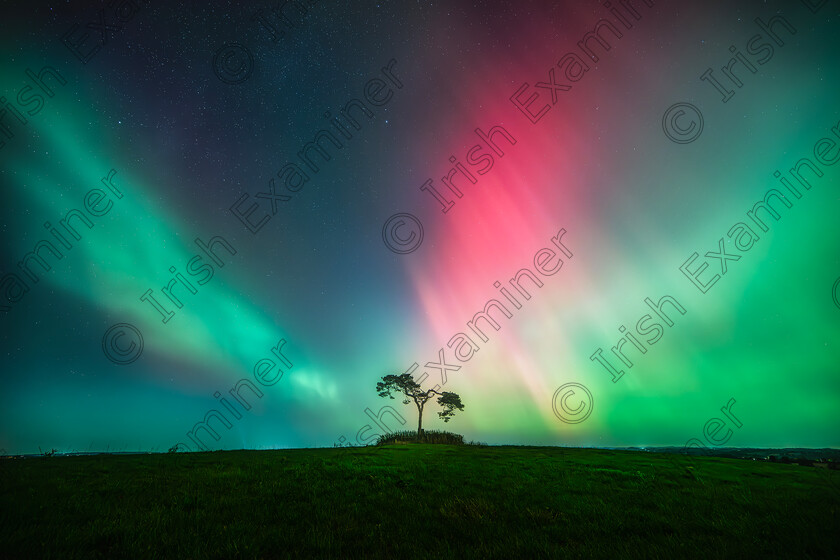 20241010 aurora ie oct24 8244xx 
 In Knockbridge, the fairy tree stands illuminated against the backdrop of a clear night sky, with vibrant northern lights cascading overhead. The tree's branches stretch upward, their rugged outlines sharp under the soft glow of green and purple auroras. The lights seem to frame the ancient tree, creating a mystical atmosphere, while the ground is bathed in faint hues of the glowing sky. It's a scene that captures both the natural beauty of the auroras and the timeless presence of the fairy tree.