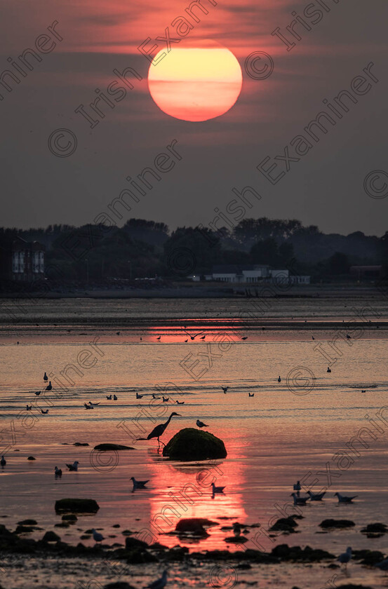 Salterstown(a)-78 
 This photograph was taken August 2021 as the sun was setting on the foraging birds in Salterstown, Co. Louth.
Photo: Robin Barnes