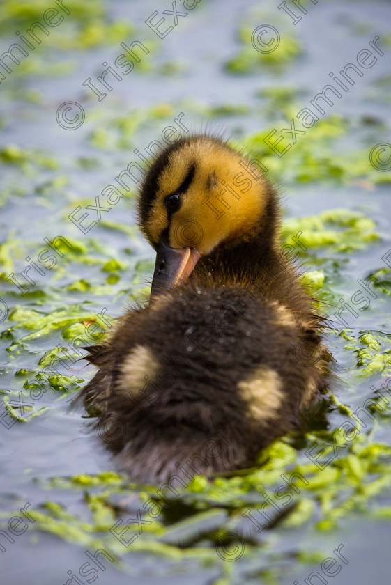 Chris Martin - 8021143 
 A cute duckling in the pond at Fota Wildlife Park. 
 Keywords: bird, birdlife, cork, duck, ireland, nature, water, wildlife, young