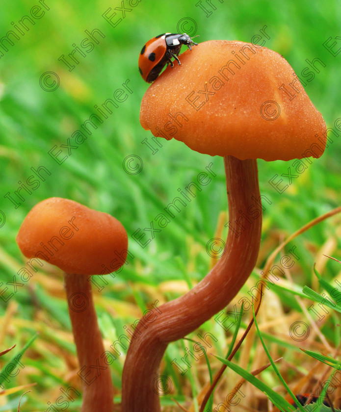 Ladybird resting on mushroom 
 Ladybird resting on mushroom, Fota Gardens, Co. Cork. September 2016. Picture: Santiago Chapela Pintado.