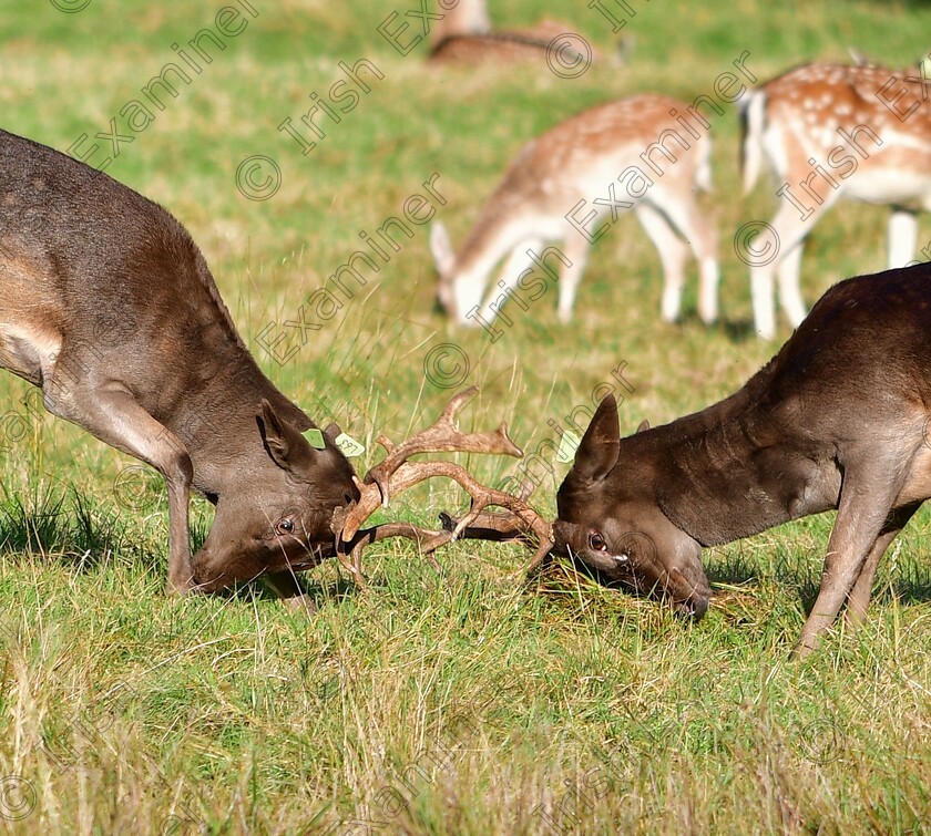 James Grandfield locking antlers 
 2 Fallow deer bucks locking antlers in the annual rut at Dublin's Phoenix Park