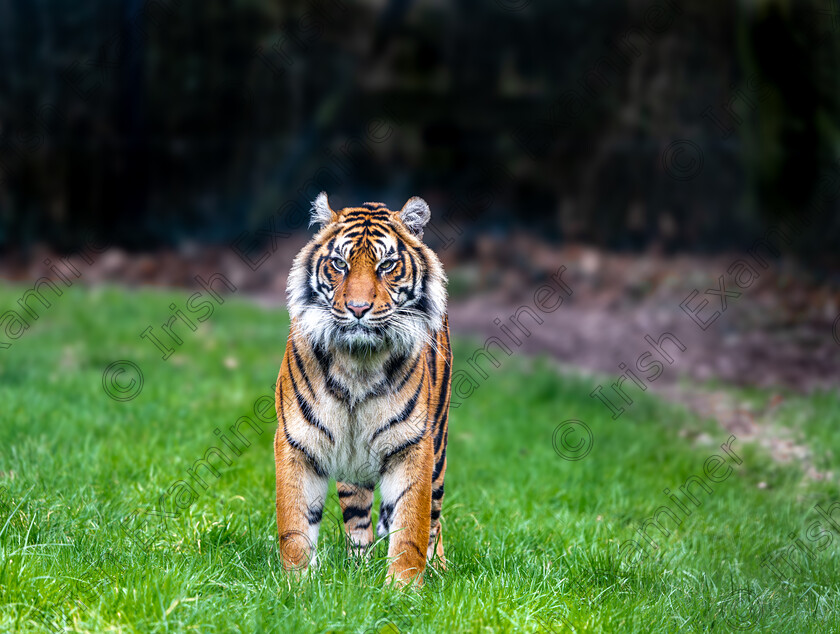 Tiger 
 A day out at Fota