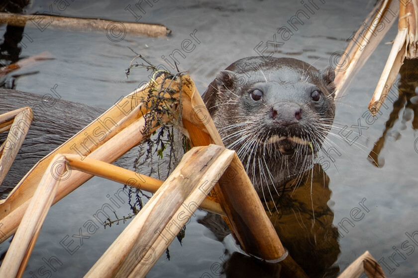 Otter 3, Gearagh, 300125 
 A curious Otter, on the hunt for some lunch, at The Gearagh, Macroom, 30/01/2025 - Brian Fahy