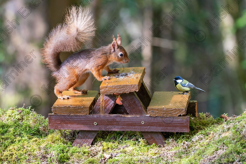 inbound6301247489258132864 
 This is a red squirrel with a great tit, bird the picnic bench was man made for them, it was taken in glanageenty woods in Castleisland, Co. Kerry