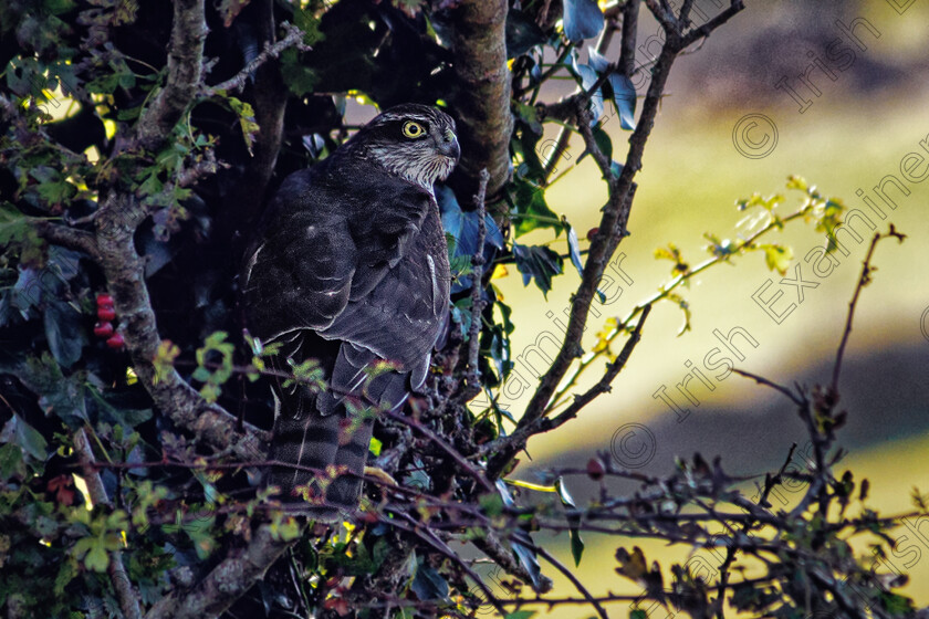 Sparowhawk 2022 September 2022 
 Correct Version now attached. Apologies.
A sparrowhawk in the garden at Friends of the Irish Environment on the Beara peninsula. Once almost extinct in Ireland, there are now 11,000 pairs after Rachael Carsonâ€™s â€˜Silent Springâ€™ (published 60 years ago this month) ended the use of the toxic chemical DDT. Like other birds of prey, the sparrowhawk was poisoned by feeding on prey that had eaten contaminated grain.

Photo Credit: Fern Lewis