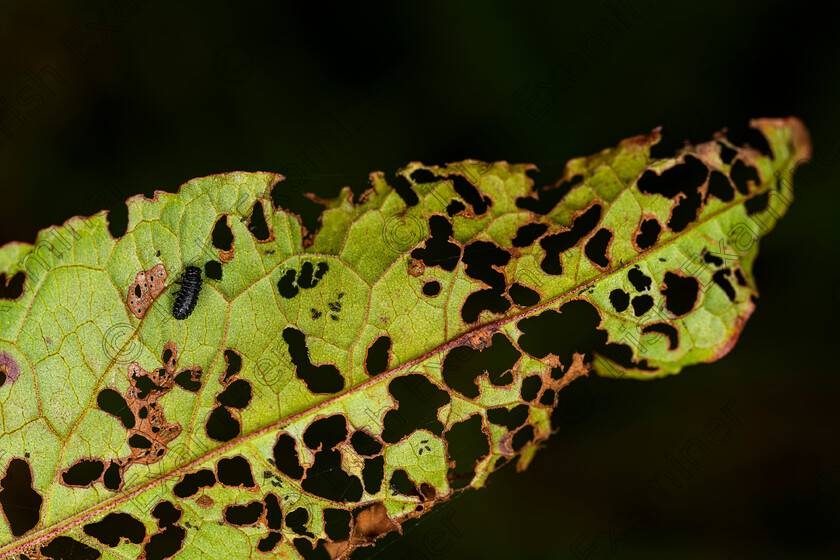 Turning Over a New Leaf 
 Time to Turn Over a New Leaf. Picture: Bryan Enright