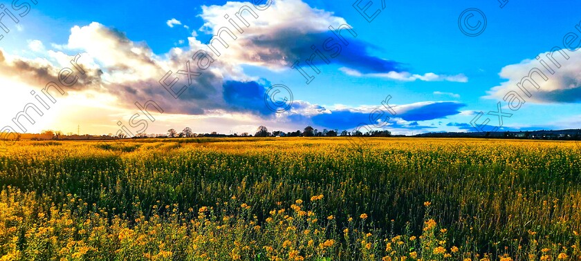 20231114 155332(1) 
 'Landscape' . Strong evening sunlight transforms field, sky and cloud making for a glorious 'stand and stare' moment.
Image taken in East Cork, Nov. '23 by Martin Byrne.