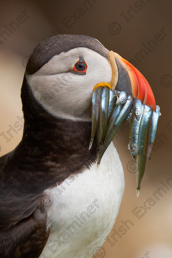 20240630- DSF6645-RAF 
 Atlantic puffin with sand eels. Saltee Islands 2024.