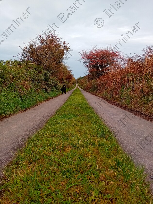 20231010 084413 
 Autumn on the Grassy Road. Ballyglass, Grenagh.

â€œI'm so glad I live in a world where there are Octobers. It would be terrible if we just skipped from September to November, wouldn't it?"

Anne of Green Gables, L.M. Montgomery