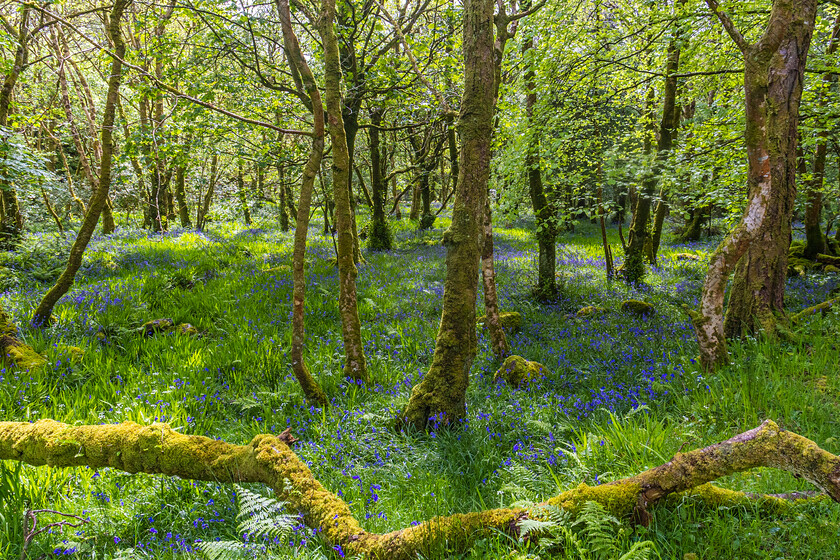 Bluebell feast-6276 
 Wild Bluebells at Camp Dingle Co Kerry .Photo taken May 2023 by: Noel O Neill 
 Keywords: Nuala Rigney, bluebells, wild garden