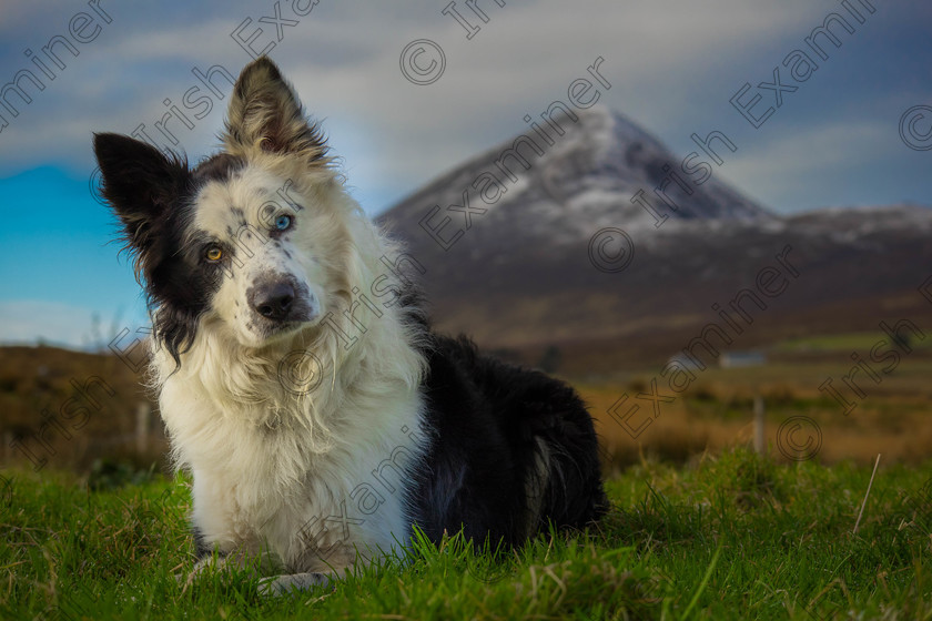 untitled-7945 
 A photo of my dog Shep, with Croagh Patrick dusted with snow in the background. Picture: Brian Joyce