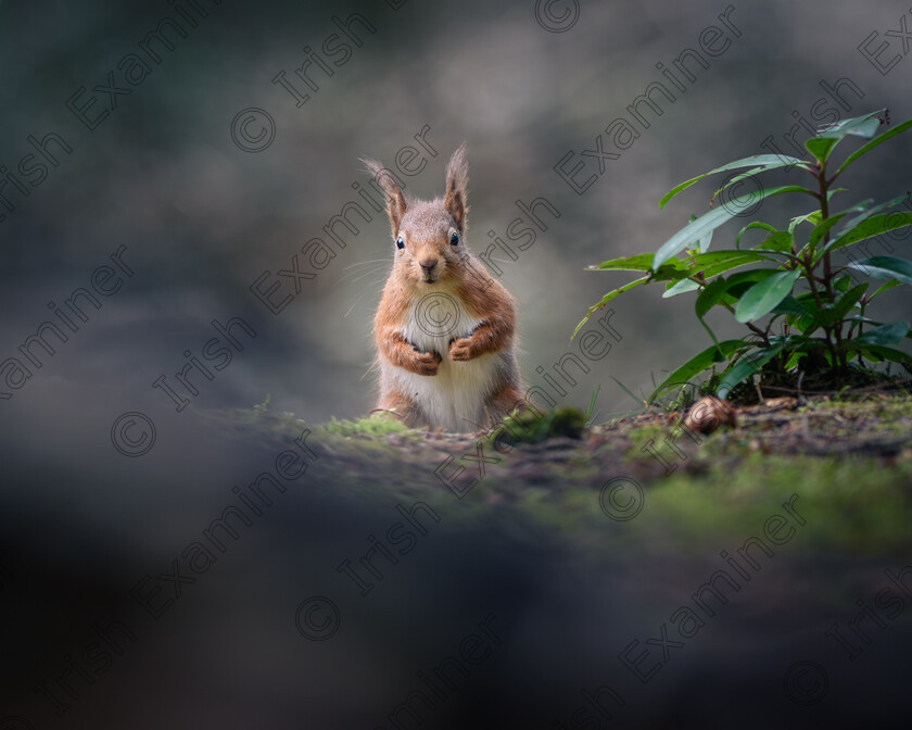 DSC 5693-Enhanced-NR-1 
 Red Squirrel on the forest floor.