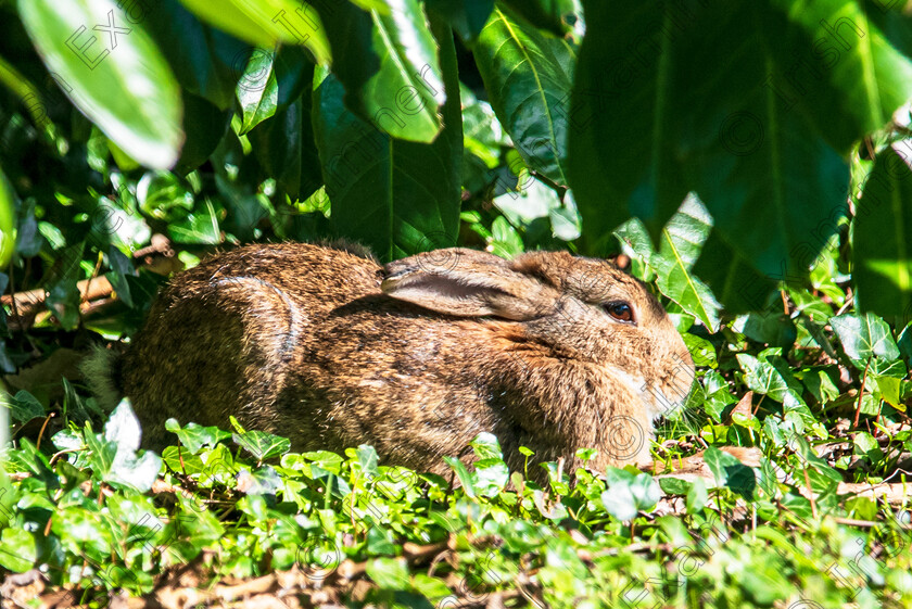 The Rabbit coming out to sit in the sunshine By Deirdre Casolani 
 Taken on the grounds of Fermoy Hospital. The rabbit coming out from it's borrow to catch a few rays of sun in between showers. Taken by Deirdre Casolani