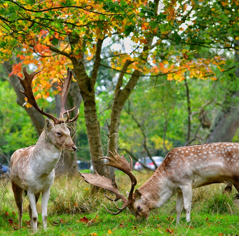 James Grandfield Autumn deer 
 Autumn Deer in Dublin's Phoenix Park