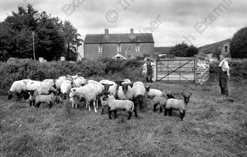 lambs at Ballynor 
 Second crop of lambs at Barry's farm, Ballynoe, Co. Cork 18/8/1972 Ref. 145/91