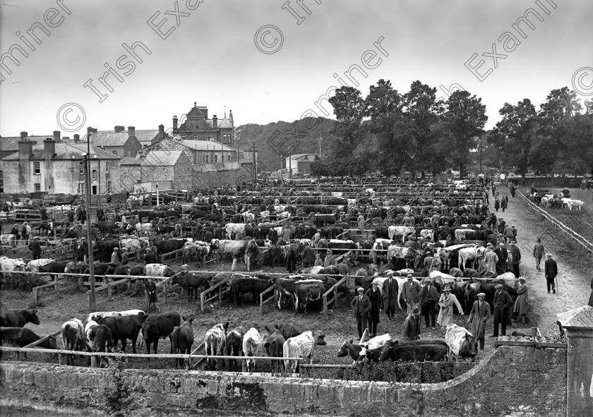 527004 
 Cattle in pens at Midleton Fair. Picture taken from gates of Midleton hospital. 10/08/1931 Ref. 743A Old black and white fairs animals cows farming