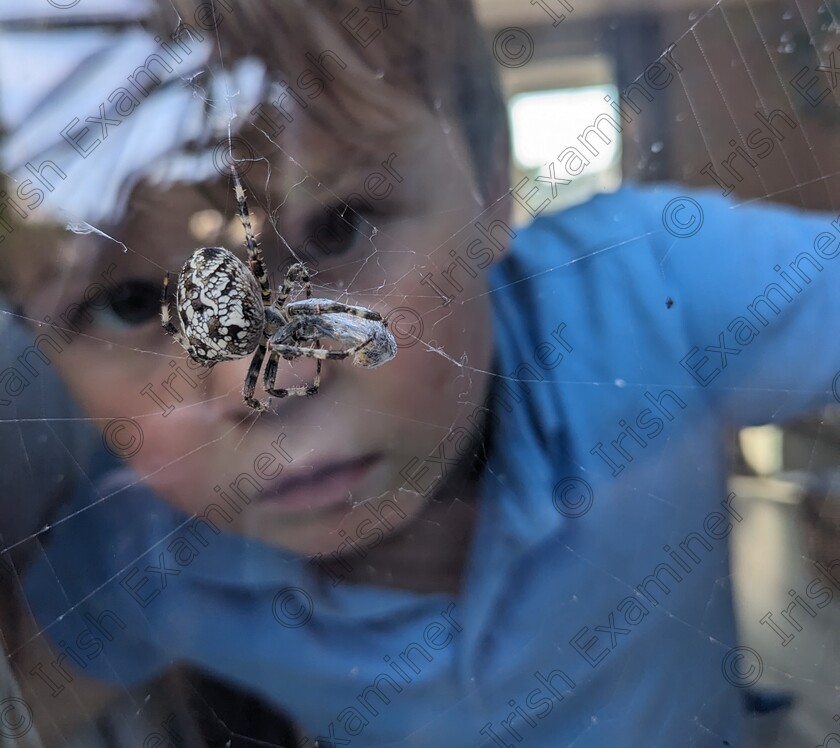 PXL 20240919 154324832.MP~2 
 European garden spider with a wasp wrapped in its web. Watching on from a safe distance is Alastair Palmer , aged 4.